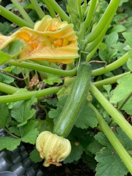 Zucchini